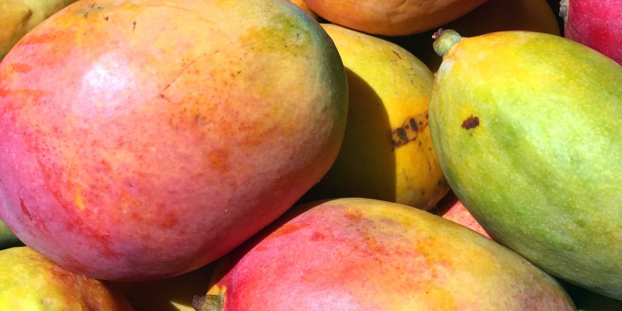 The smell of mangoes